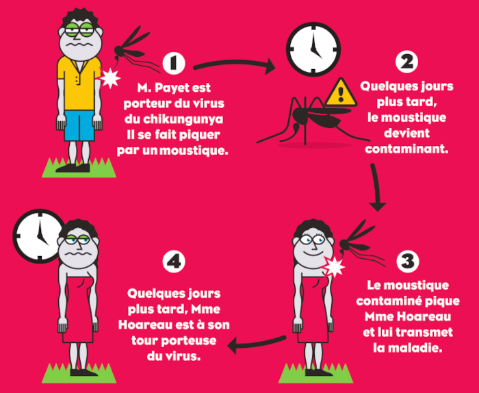 M. Payet est porteur du virus du chikungunya. Il se fait piquer par un moustique.  Quelques jours plus tard, le moustique devient contaminant.  Le moustique contaminé pique Mme Hoareau et lui transmet la maladie.  Quelques jours plus tard, Mme Hoareau est à son tour porteuse du virus.