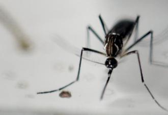 Le point sur le Zika