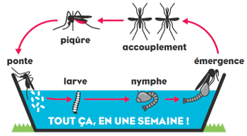 Visuel Pourquoi et comment lutter contre les moustiques