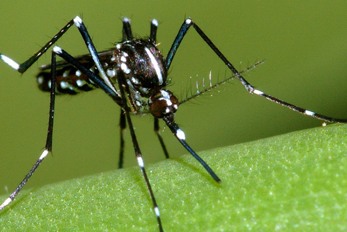 Moustiques du genre Aedes